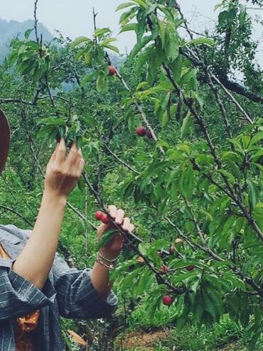 Đẹp xốn xang Mộc Châu mùa mận chín