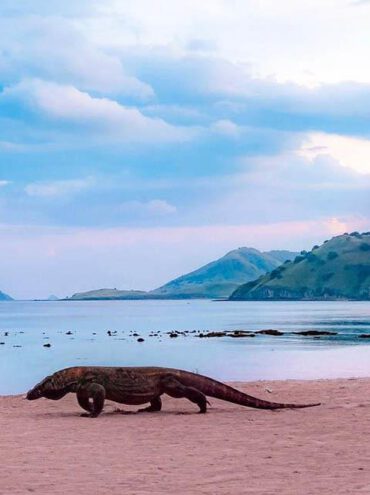 Vùng đất rồng Komodo – Báu vật của Indonesia